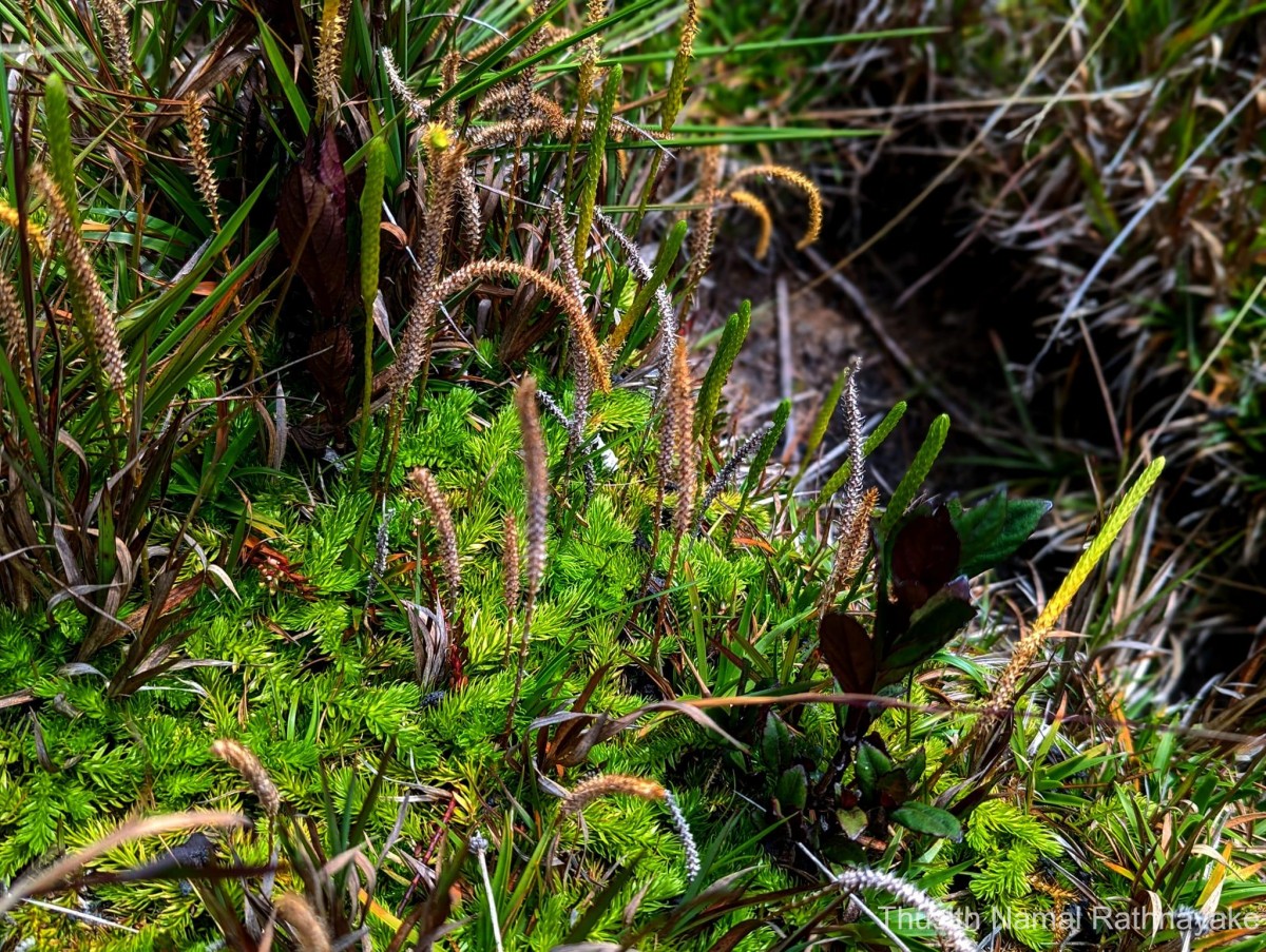 Pseudolycopodiella caroliniana  (L.) Holub