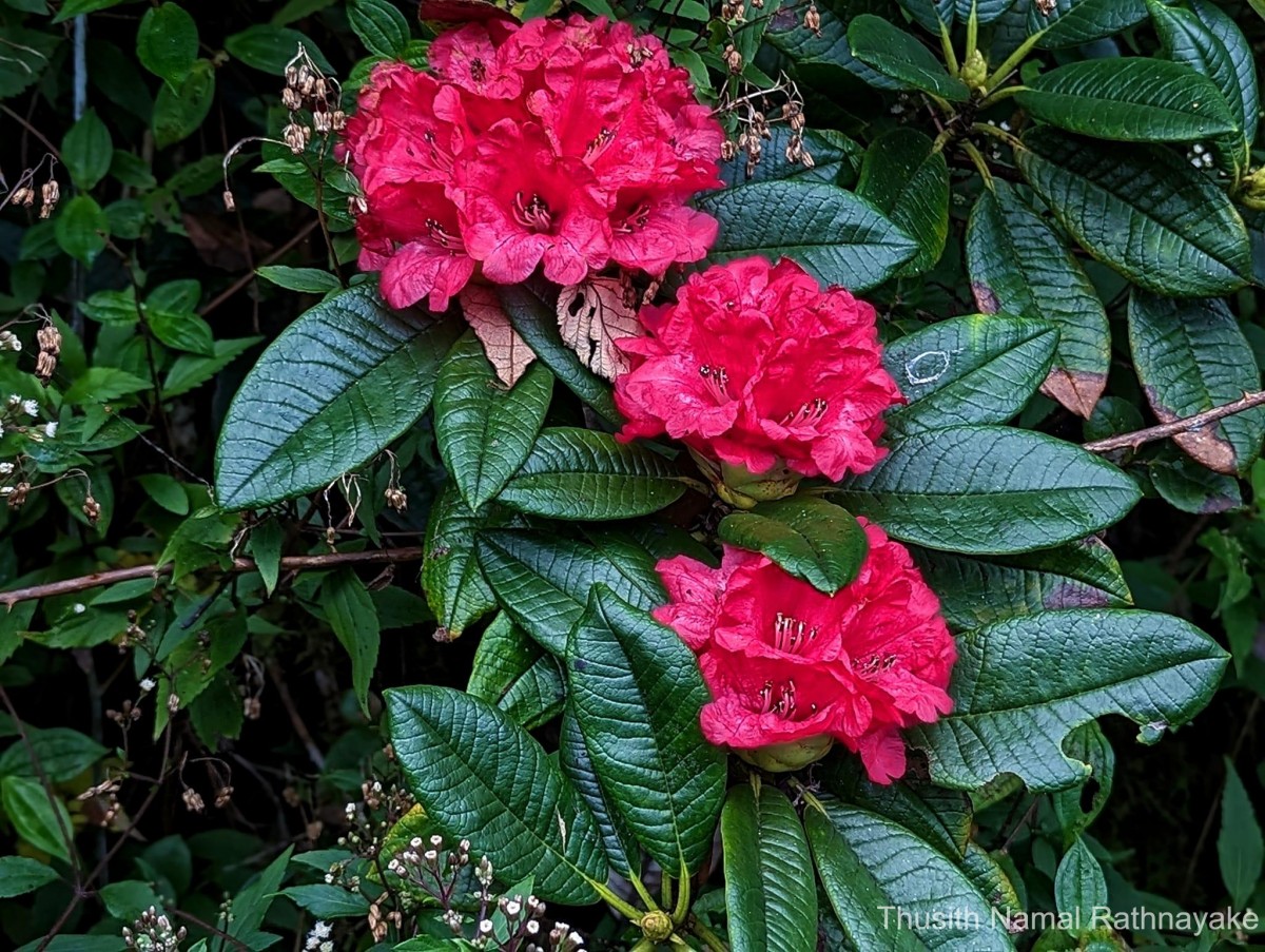 Rhododendron arboreum subsp. zeylanicum (Booth) Tagg