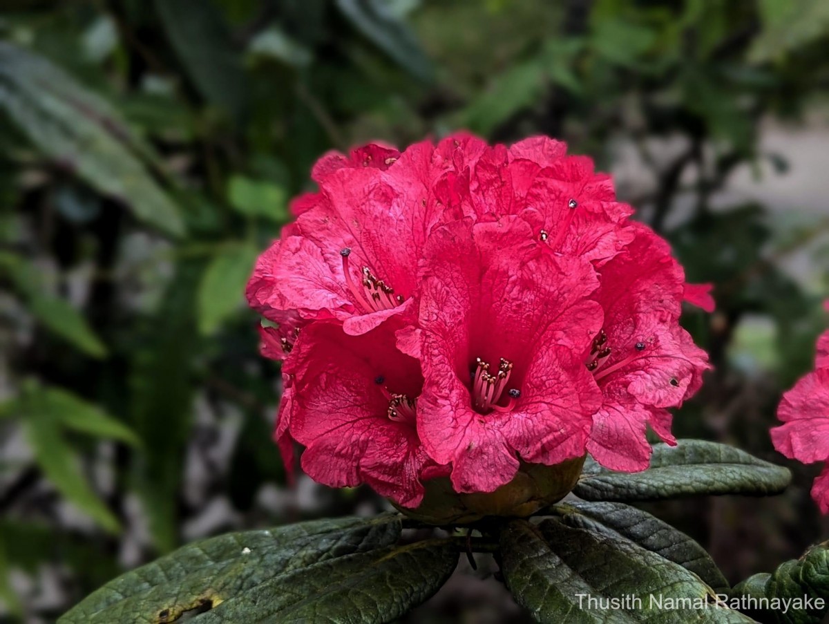 Rhododendron arboreum subsp. zeylanicum (Booth) Tagg