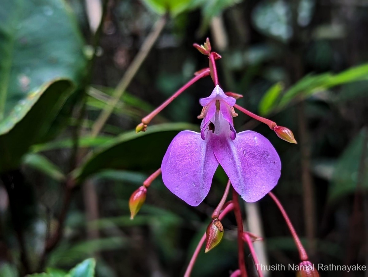 Impatiens elongata Arn.