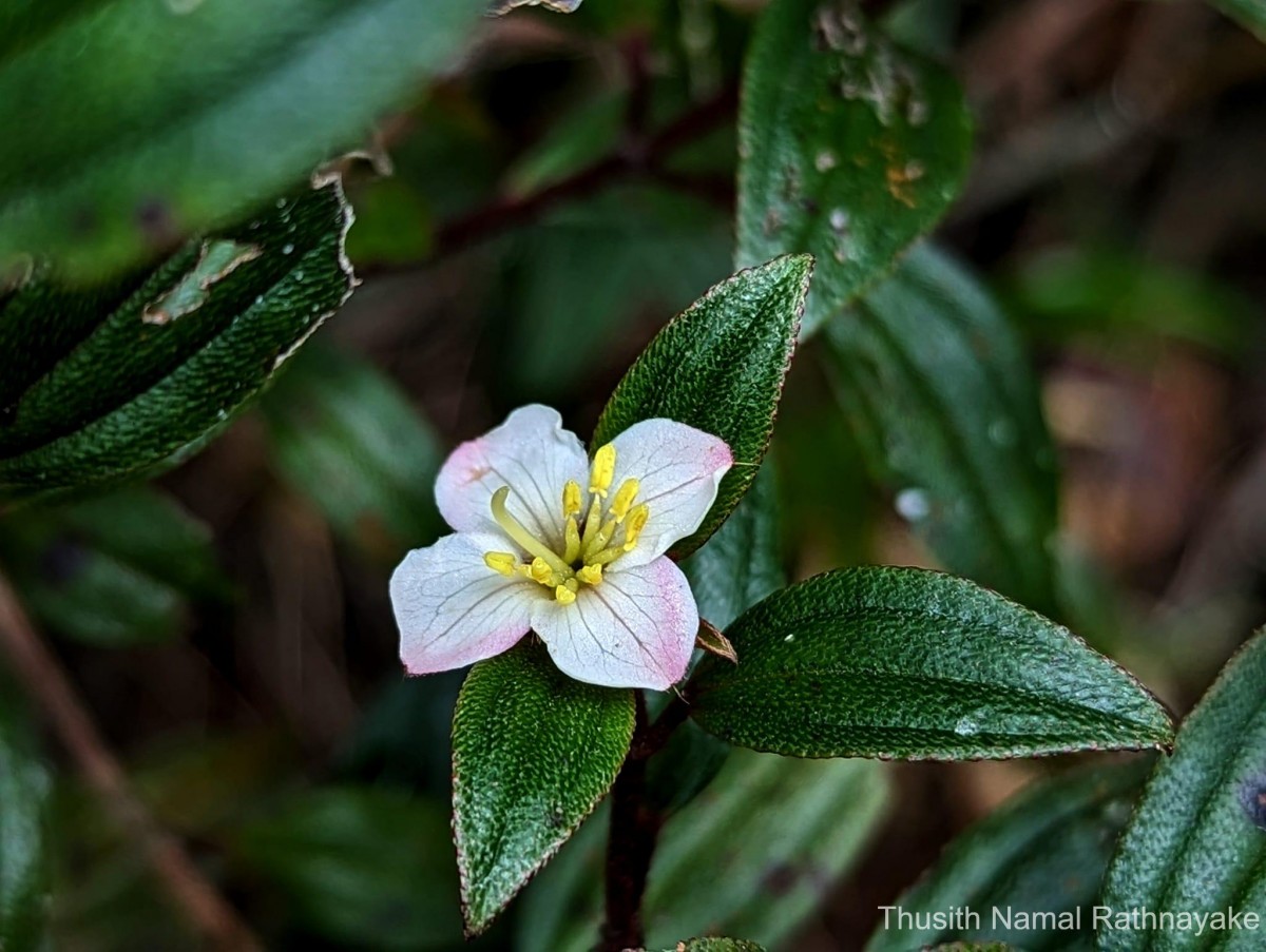 Osbeckia rheedei Gardner ex Thwaites