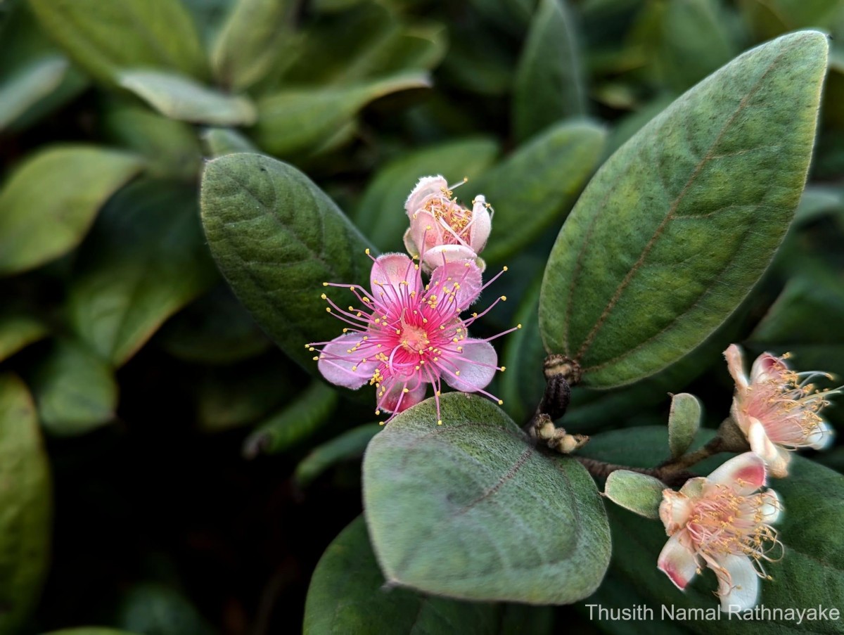 Rhodomyrtus tomentosa (Aiton) Hassk.