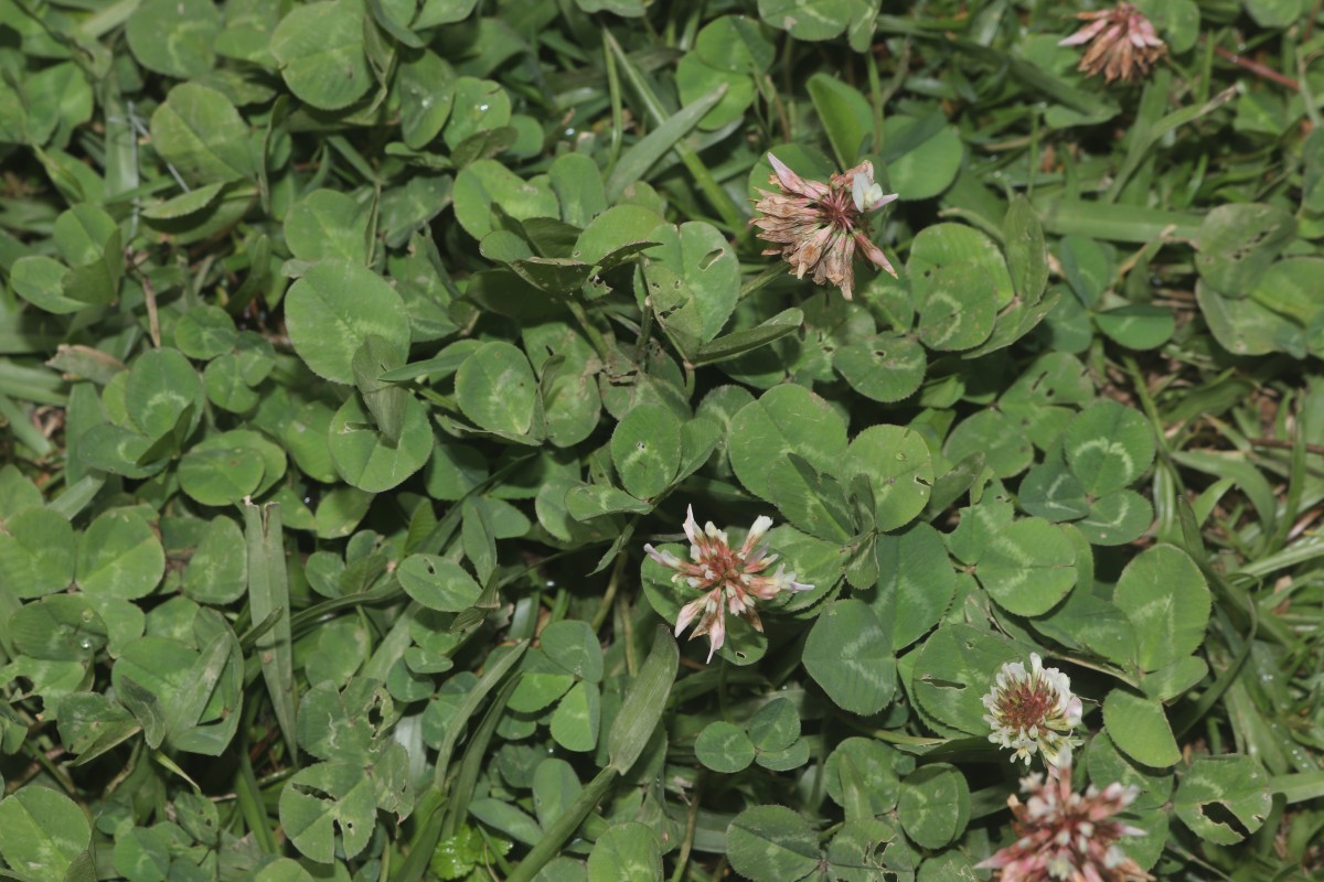 Trifolium repens L.