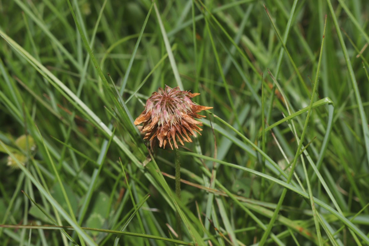 Trifolium repens L.