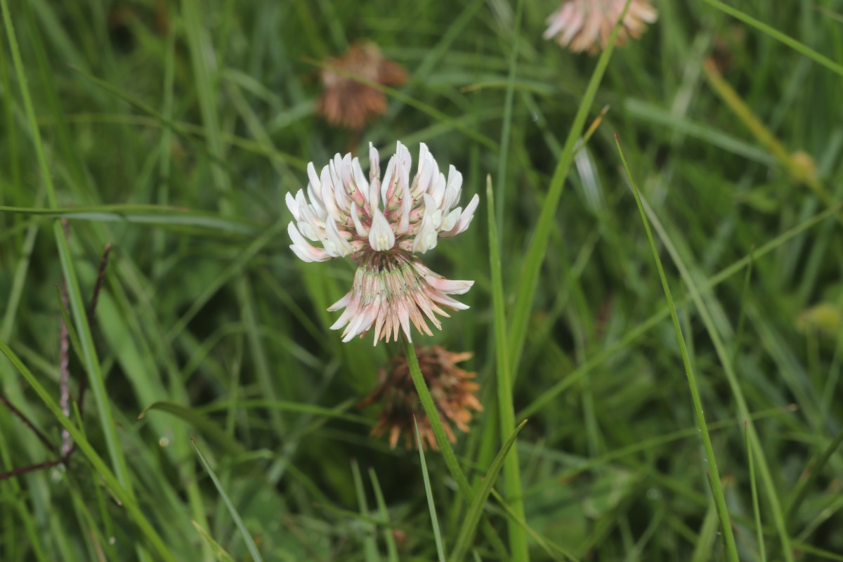 Trifolium repens L.