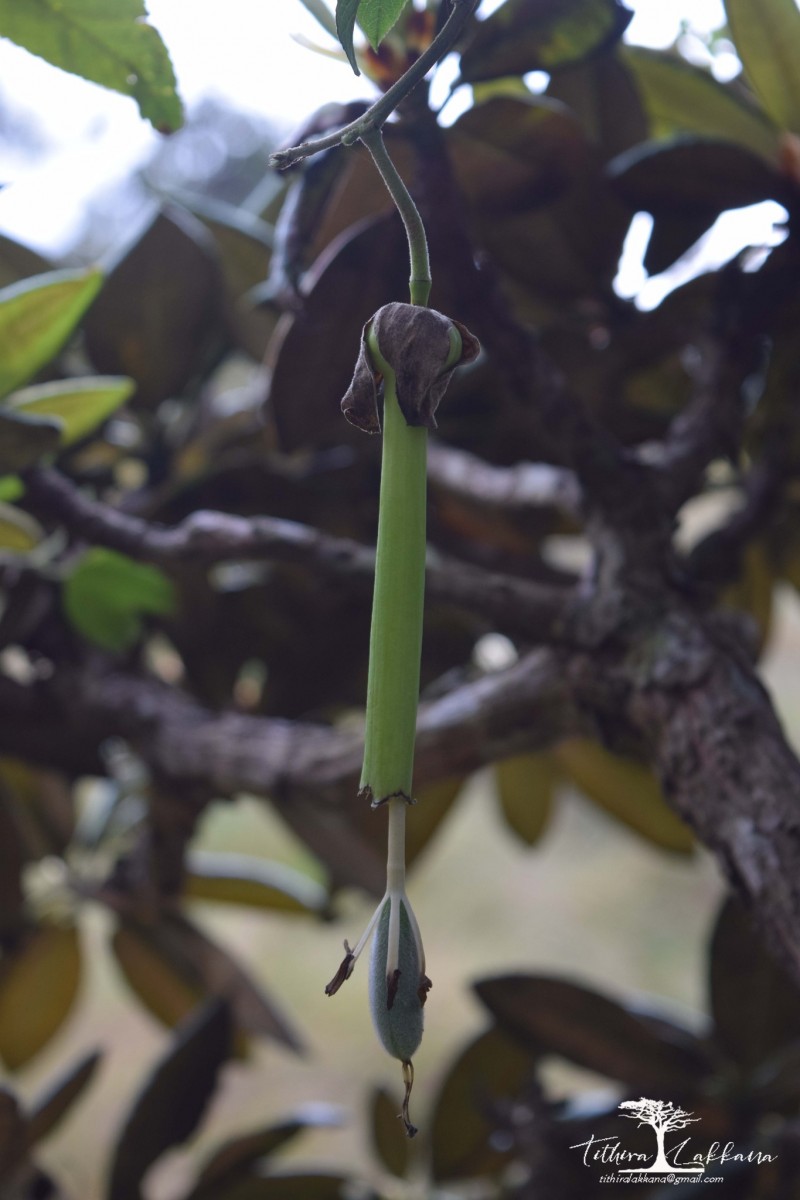 Passiflora mollissima (Kunth) L.H.Bailey