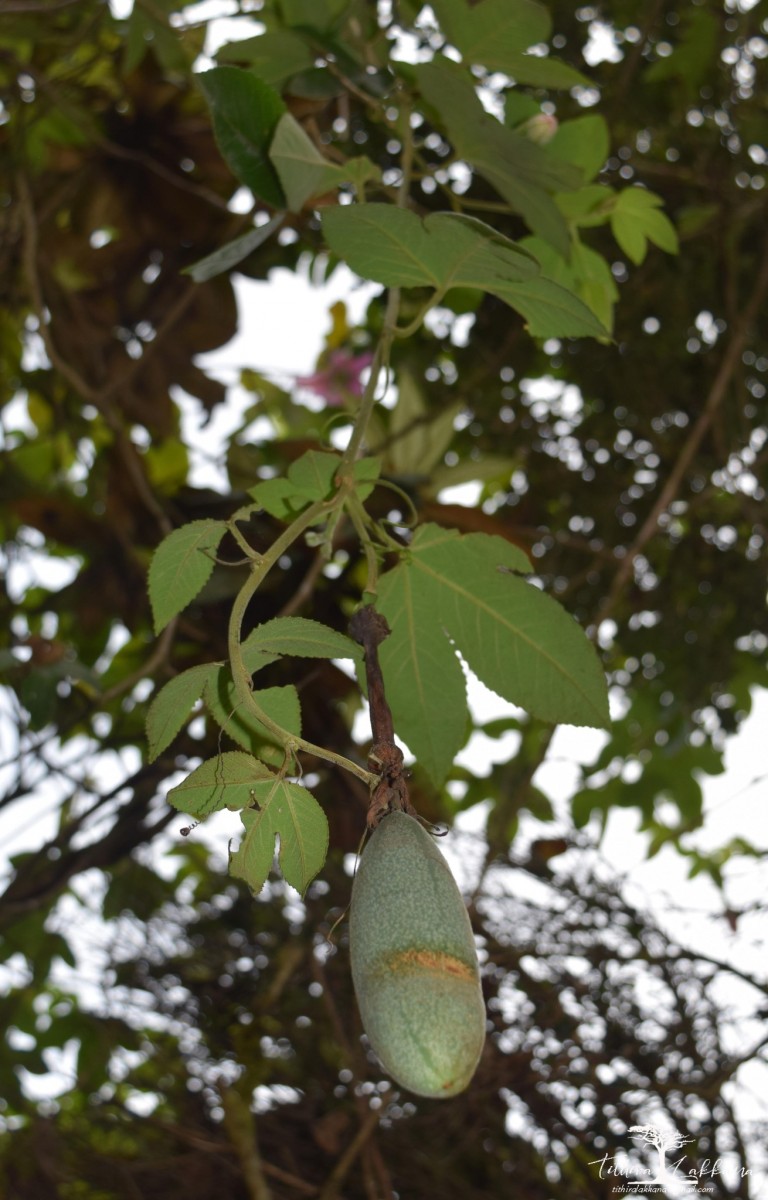 Passiflora mollissima (Kunth) L.H.Bailey