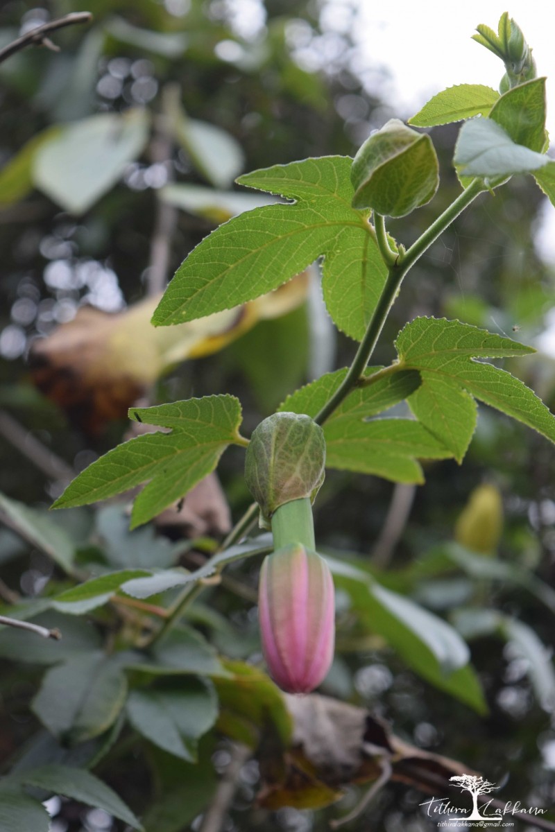 Passiflora mollissima (Kunth) L.H.Bailey