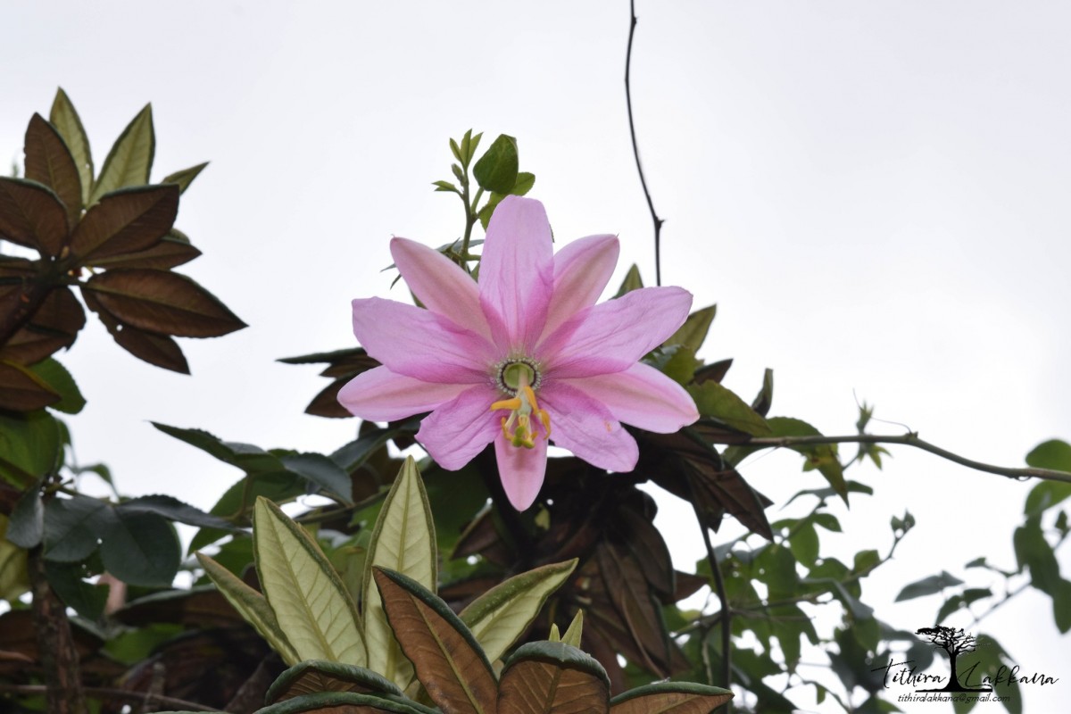 Passiflora mollissima (Kunth) L.H.Bailey