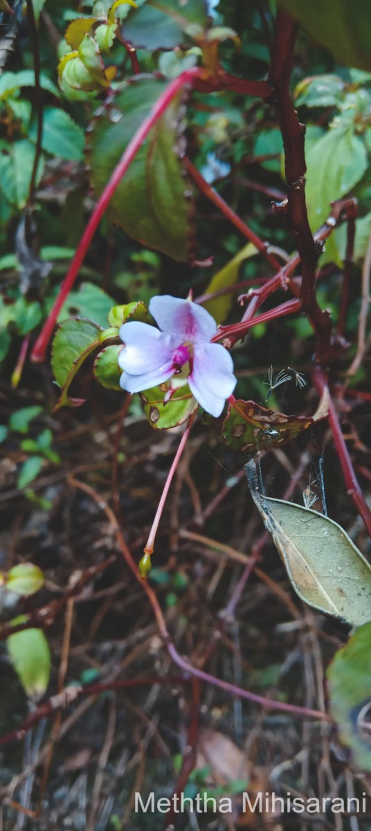 Impatiens leptopoda Arn.