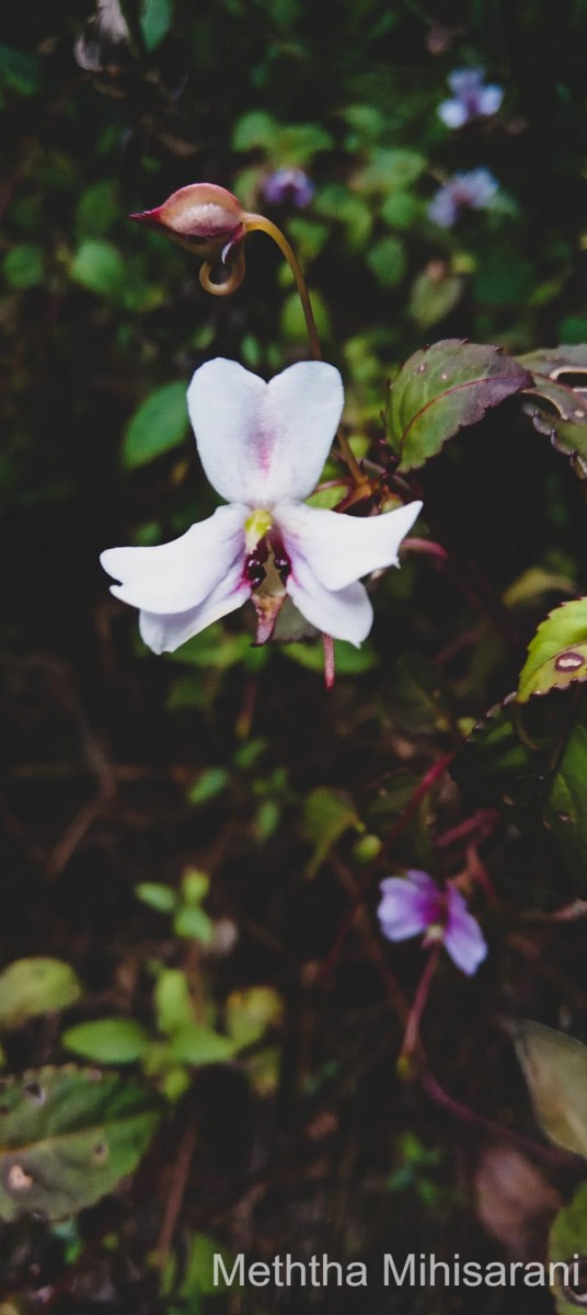 Impatiens leptopoda Arn.