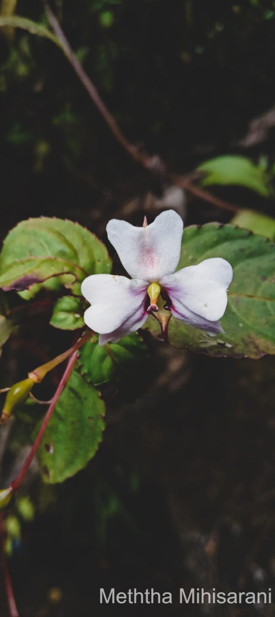 Impatiens leptopoda Arn.