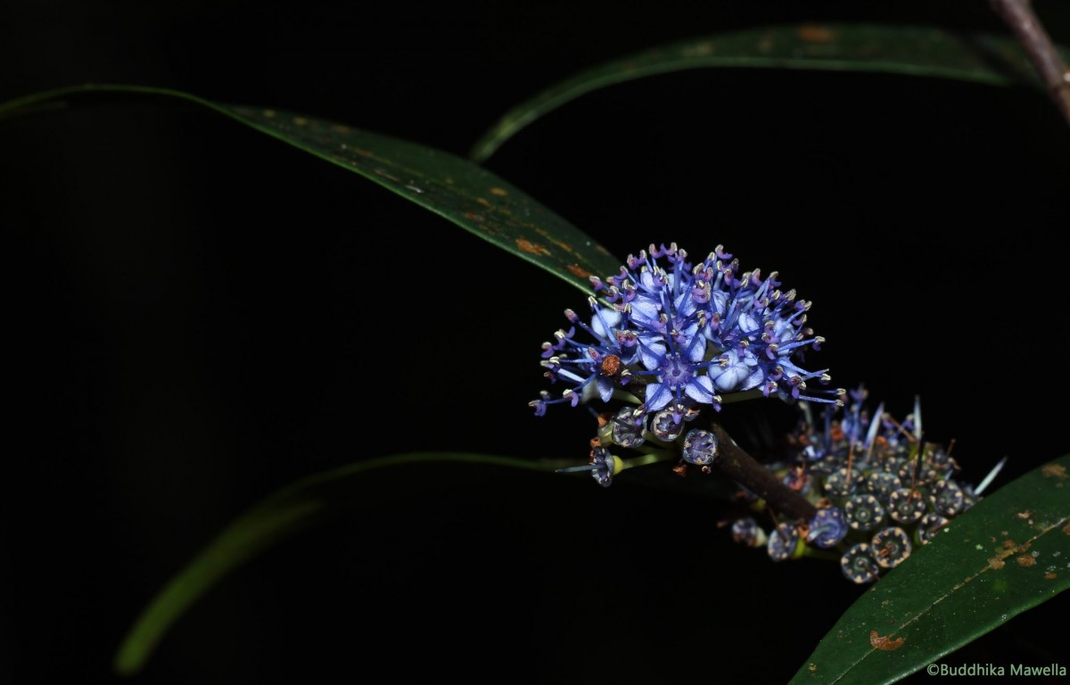 Memecylon rivulare K.Bremer