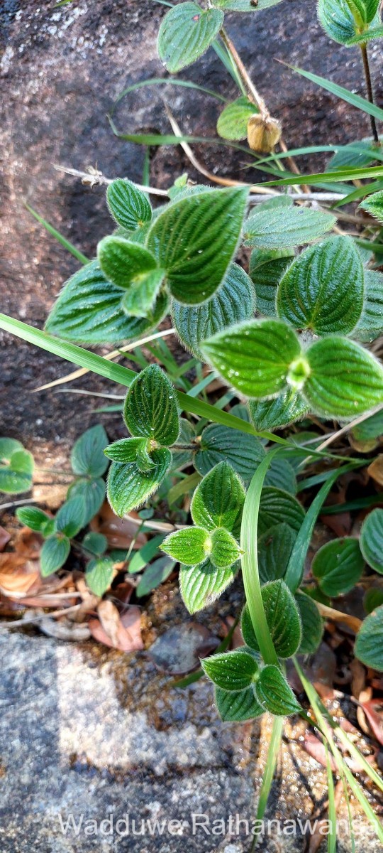 Hedyotis ceylanica N.Wikstr. & Neupane