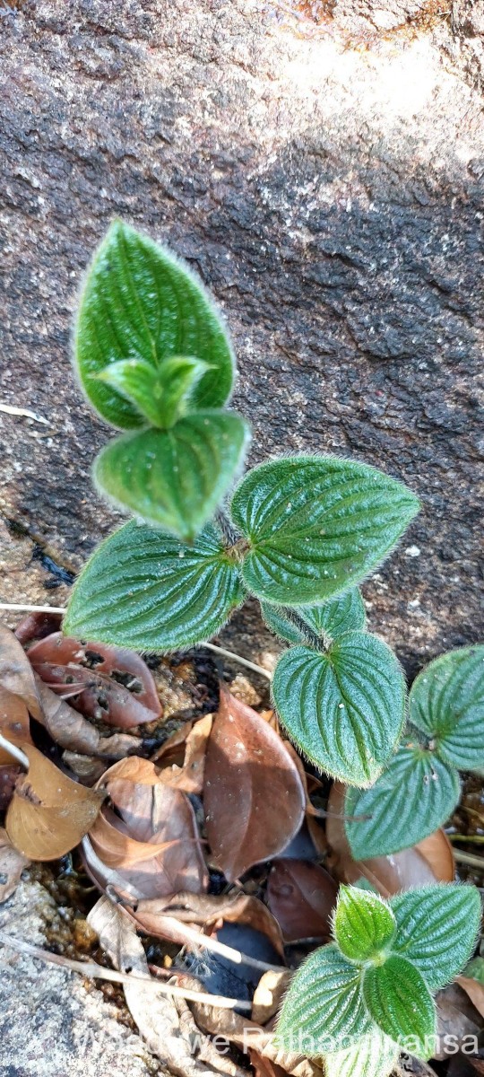 Hedyotis ceylanica N.Wikstr. & Neupane