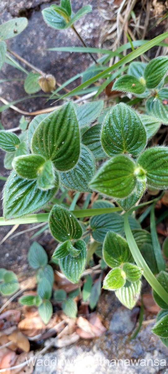 Hedyotis ceylanica N.Wikstr. & Neupane