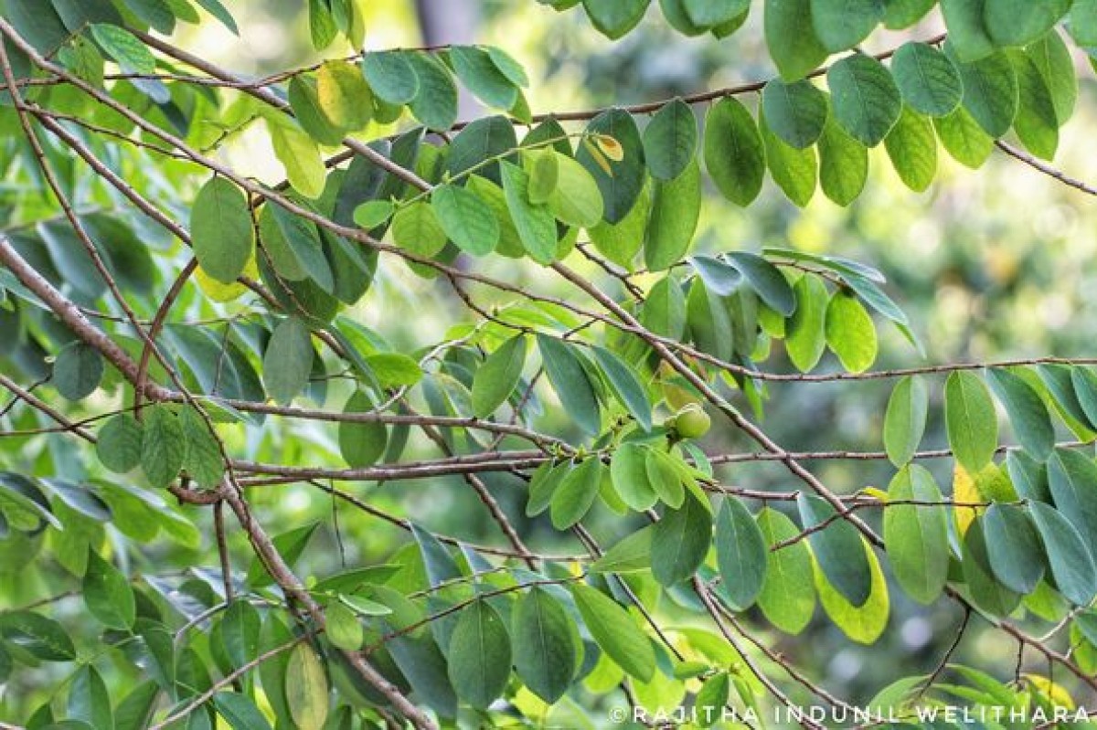 Cleistanthus collinus (Roxb.) Benth. ex Hook.f.