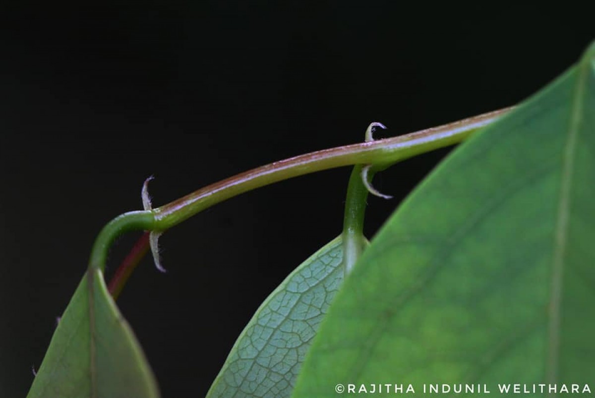 Cleistanthus collinus (Roxb.) Benth. ex Hook.f.