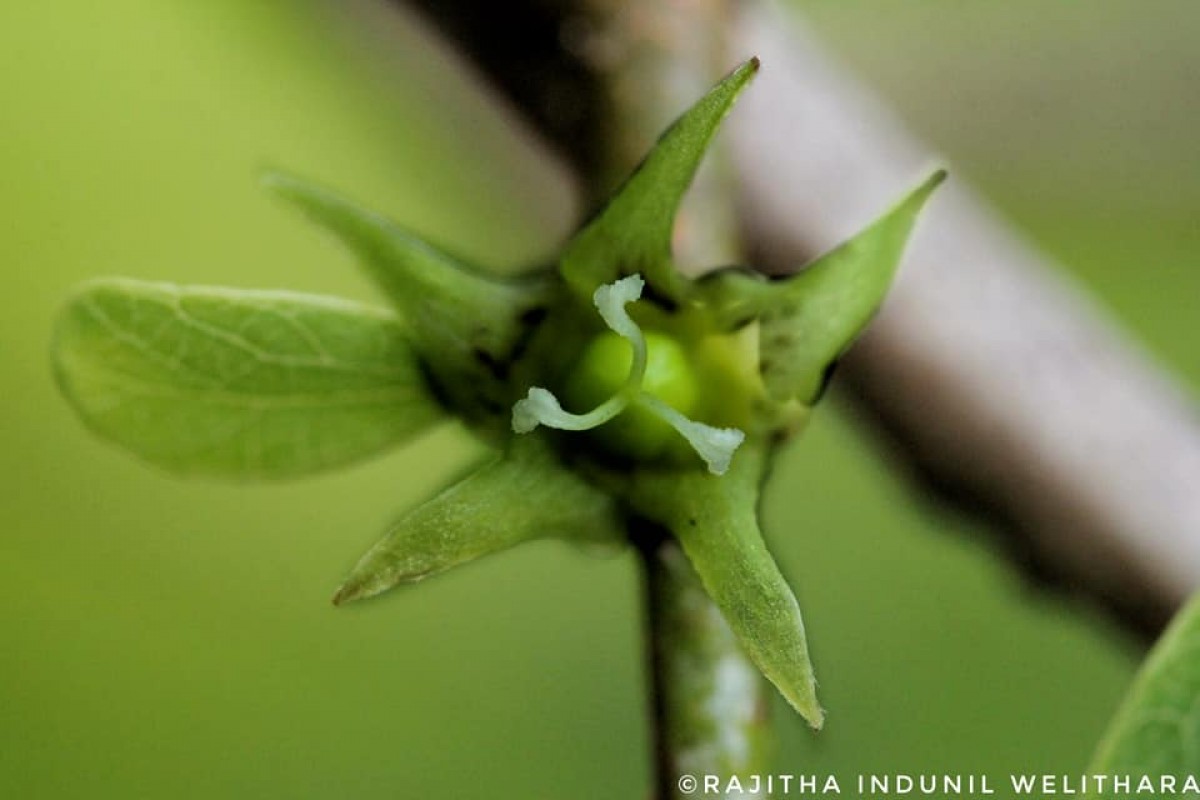 Cleistanthus collinus (Roxb.) Benth. ex Hook.f.