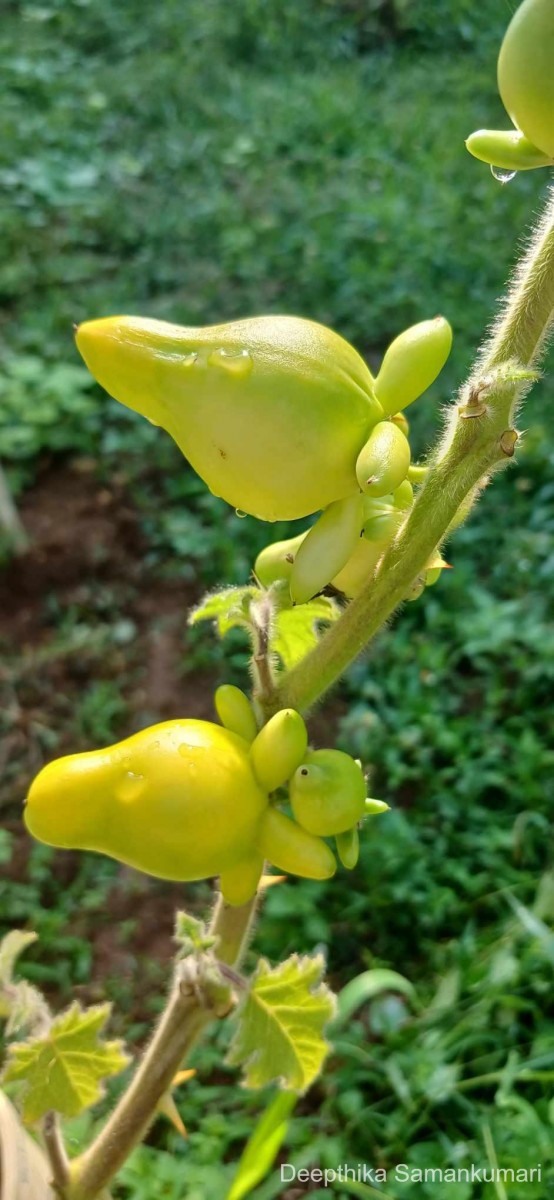 Solanum mammosum L.