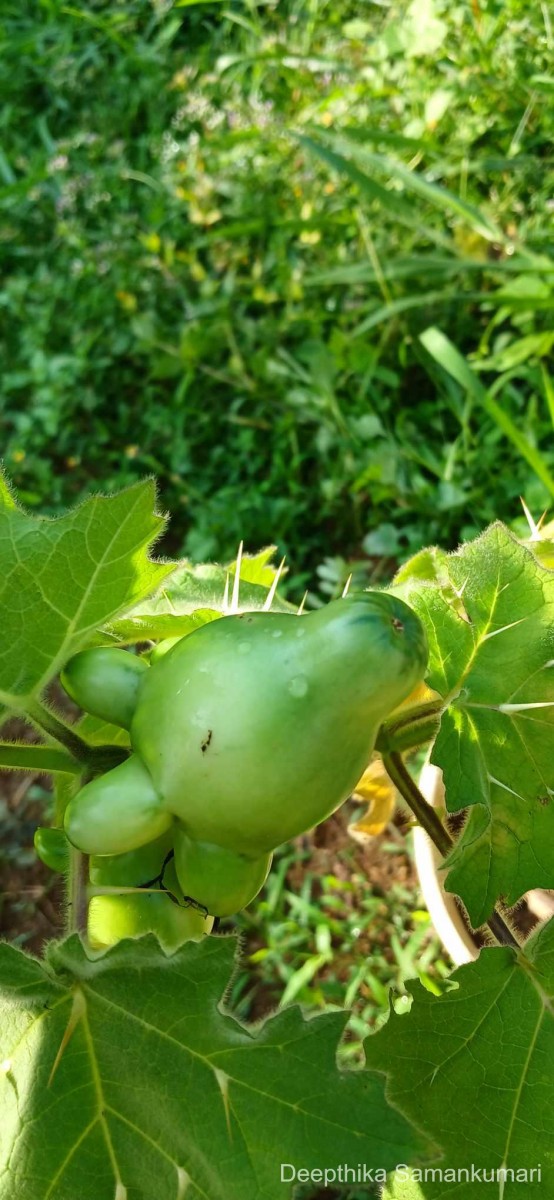 Solanum mammosum L.