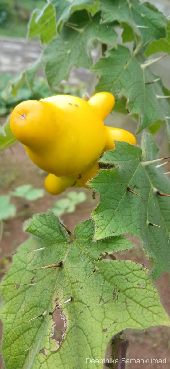 Solanum mammosum L.