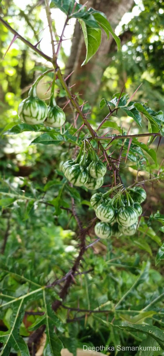 Solanum atropurpureum Schrank