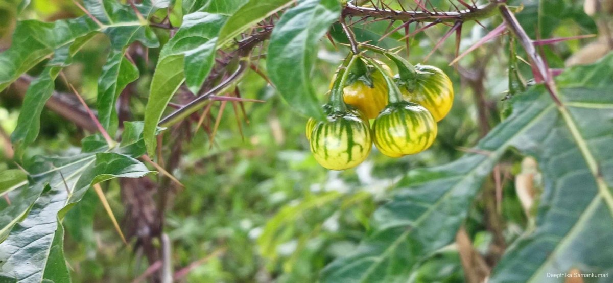 Solanum atropurpureum Schrank