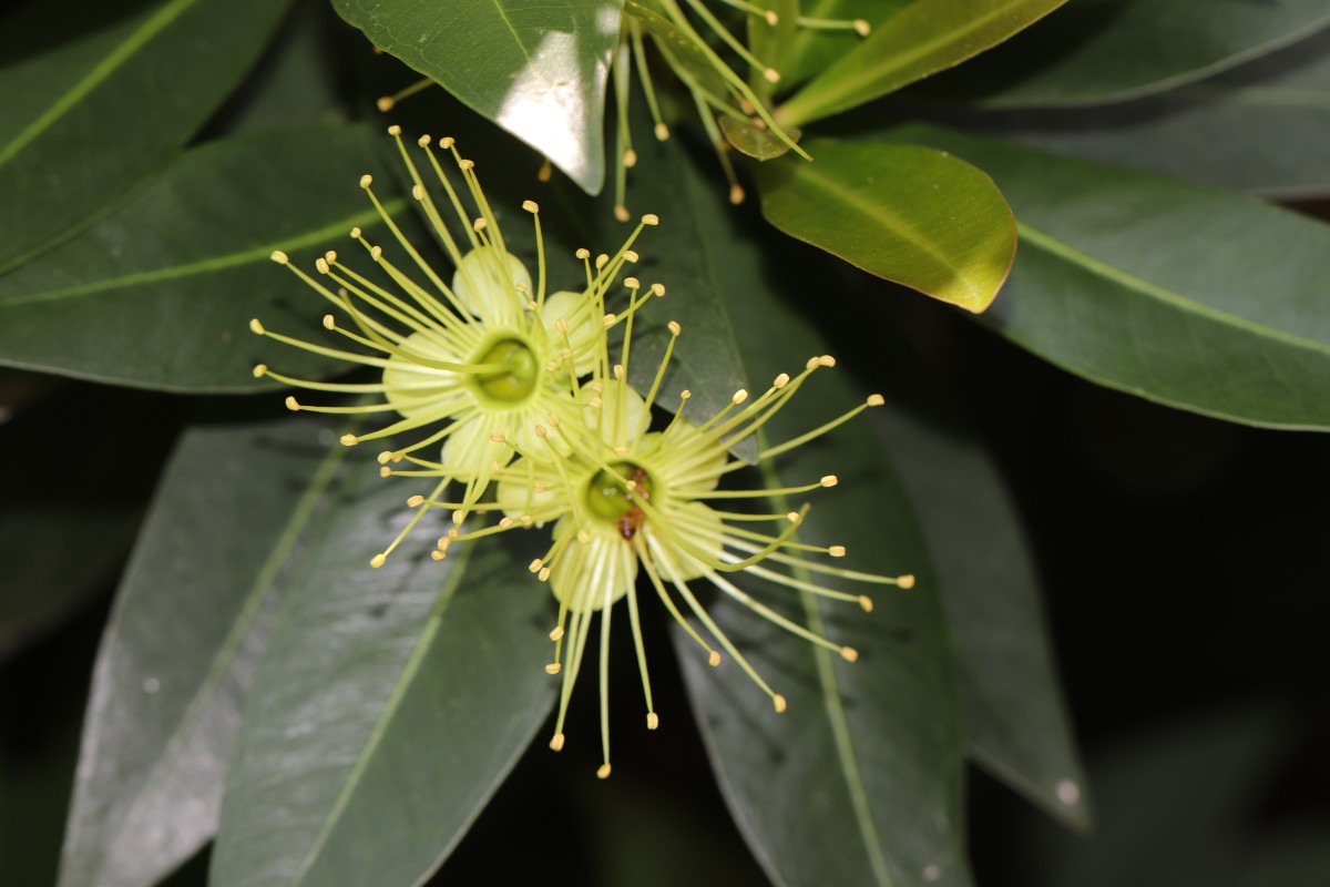 Xanthostemon verticillatus (C.T.White & W.D.Francis) L.S.Sm.