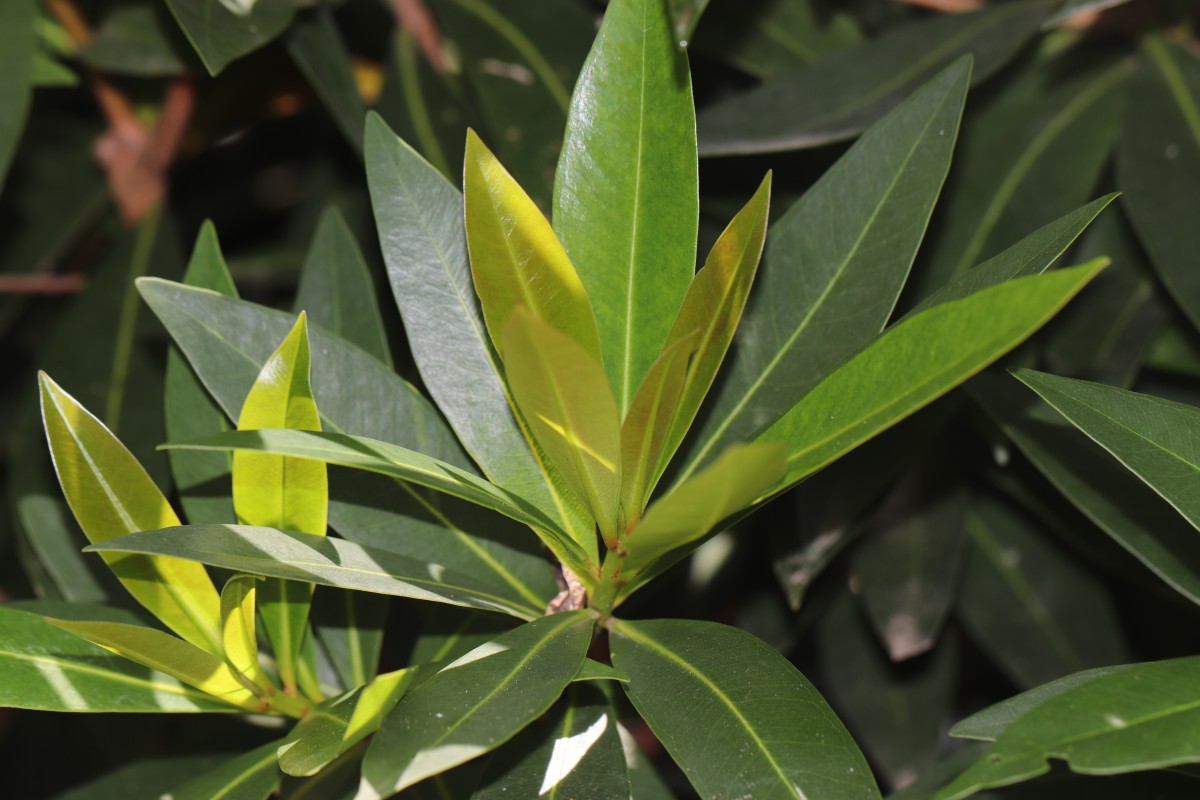 Xanthostemon verticillatus (C.T.White & W.D.Francis) L.S.Sm.