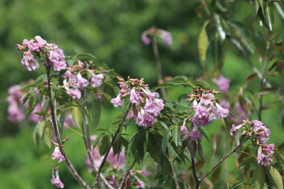 Tabebuia rosea (Bertol.) Bertero ex A.DC.