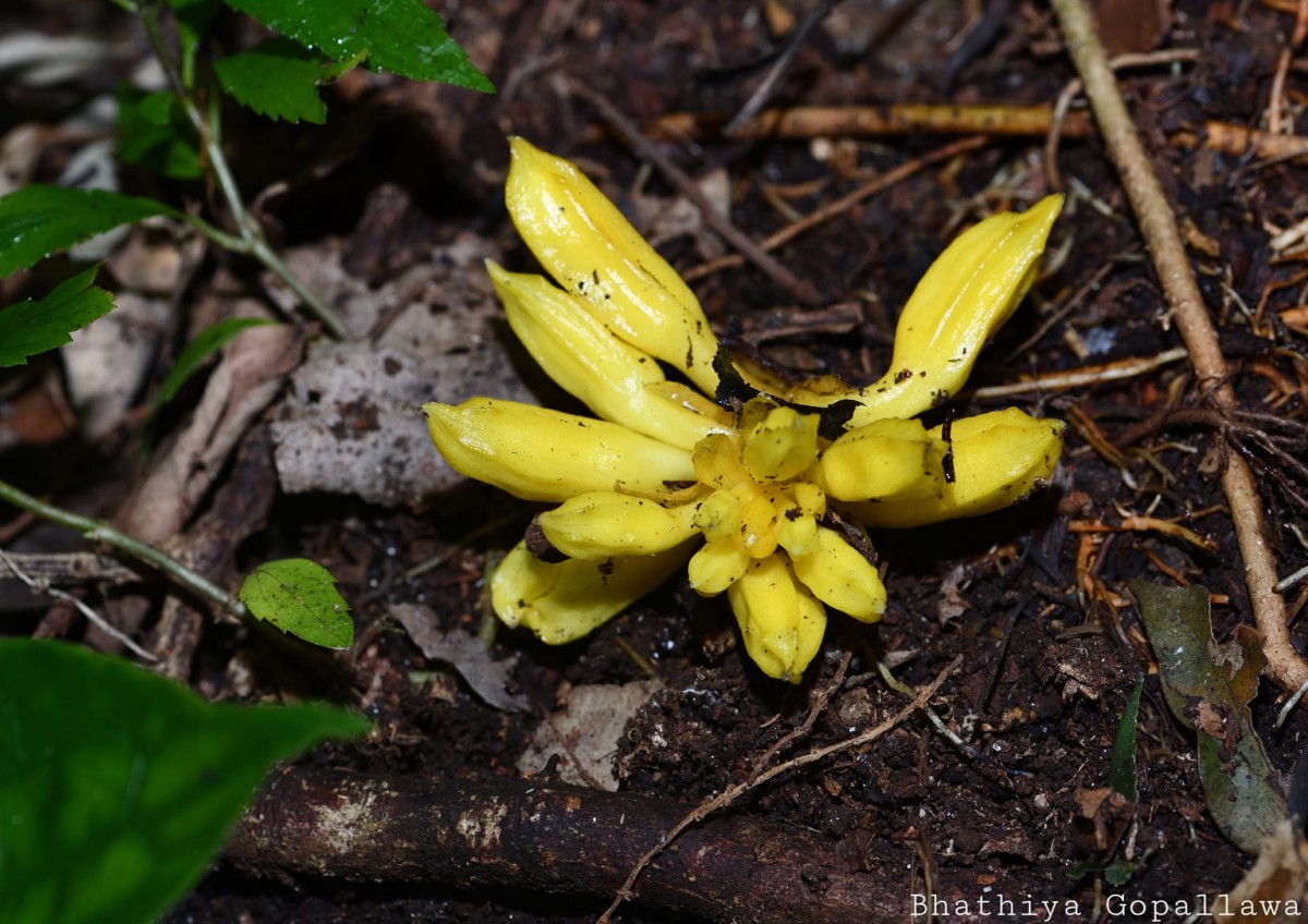 Christisonia thwaitesii Trimen