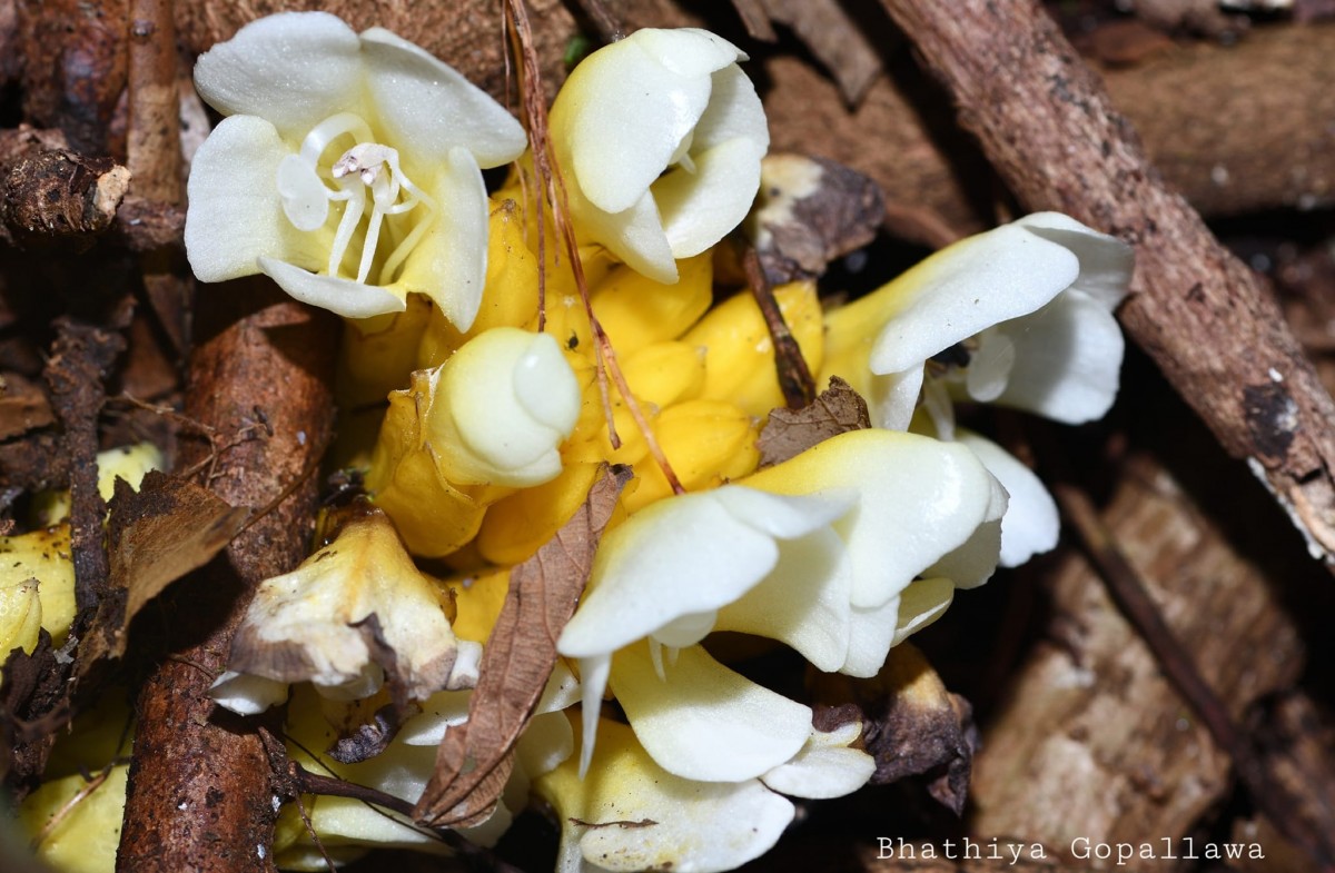 Christisonia thwaitesii Trimen