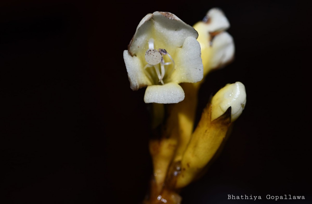 Christisonia thwaitesii Trimen