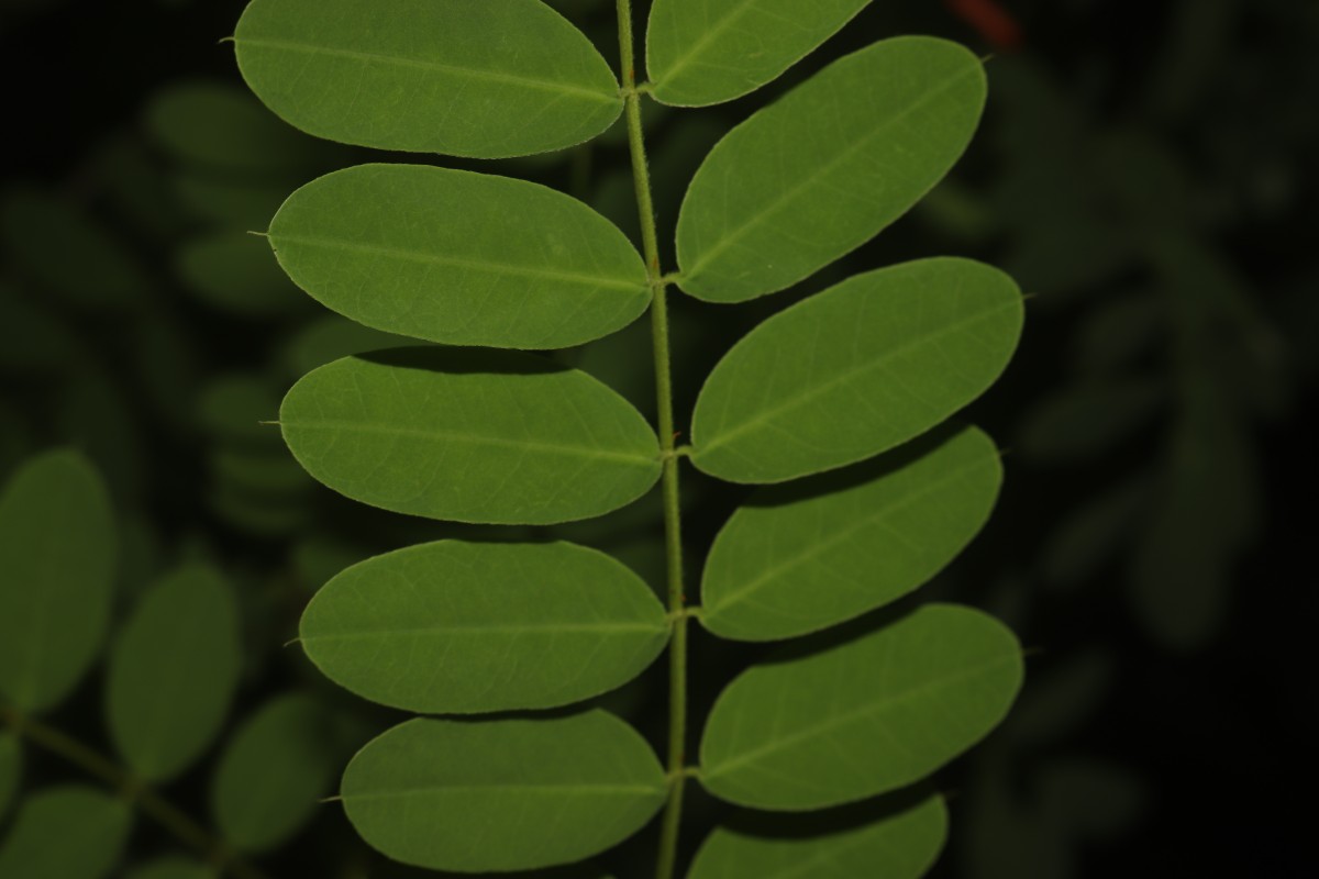 Senna auriculata (L.) Roxb.