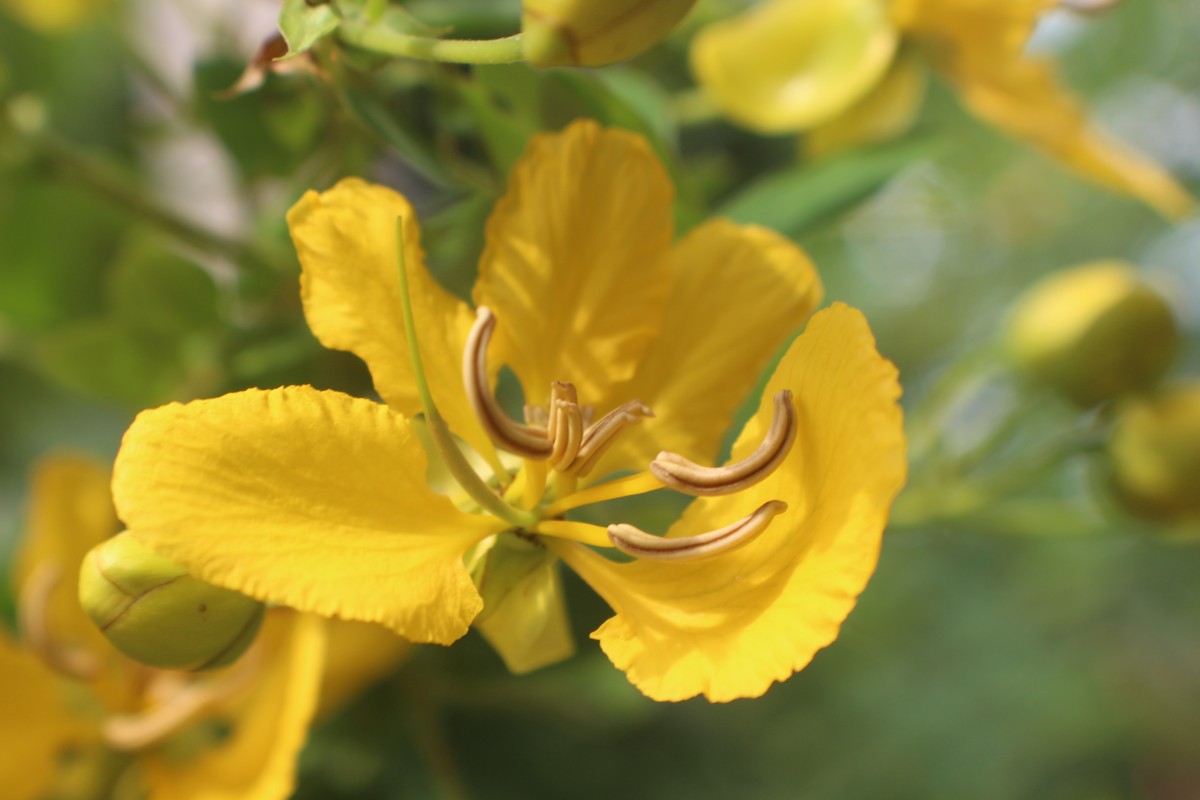 Senna auriculata (L.) Roxb.