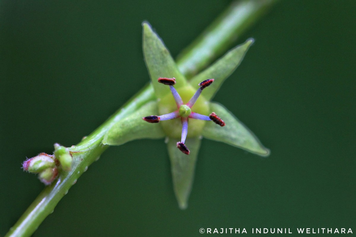 Cleistanthus collinus (Roxb.) Benth. ex Hook.f.