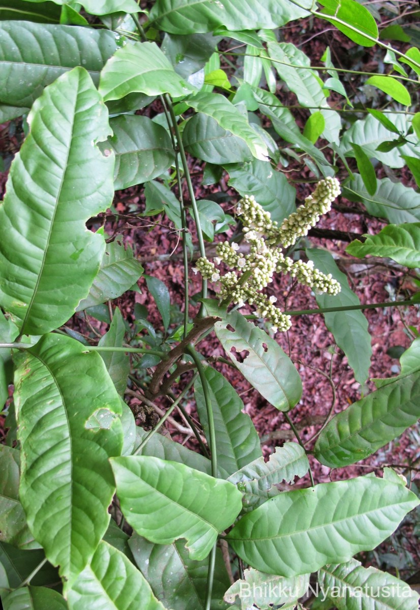 Lepisanthes erecta (Thwaites) Leenh.