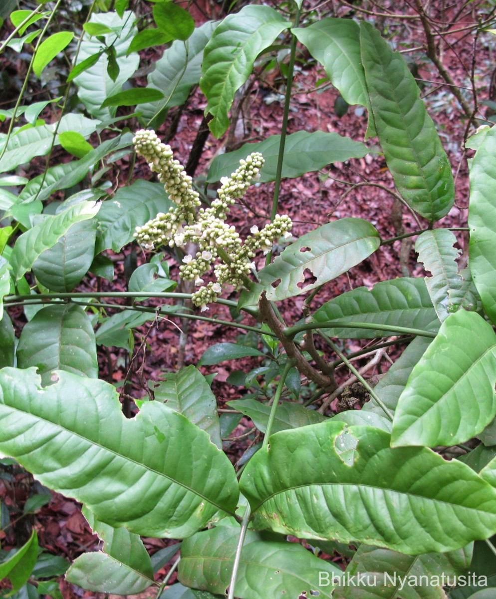 Lepisanthes erecta (Thwaites) Leenh.