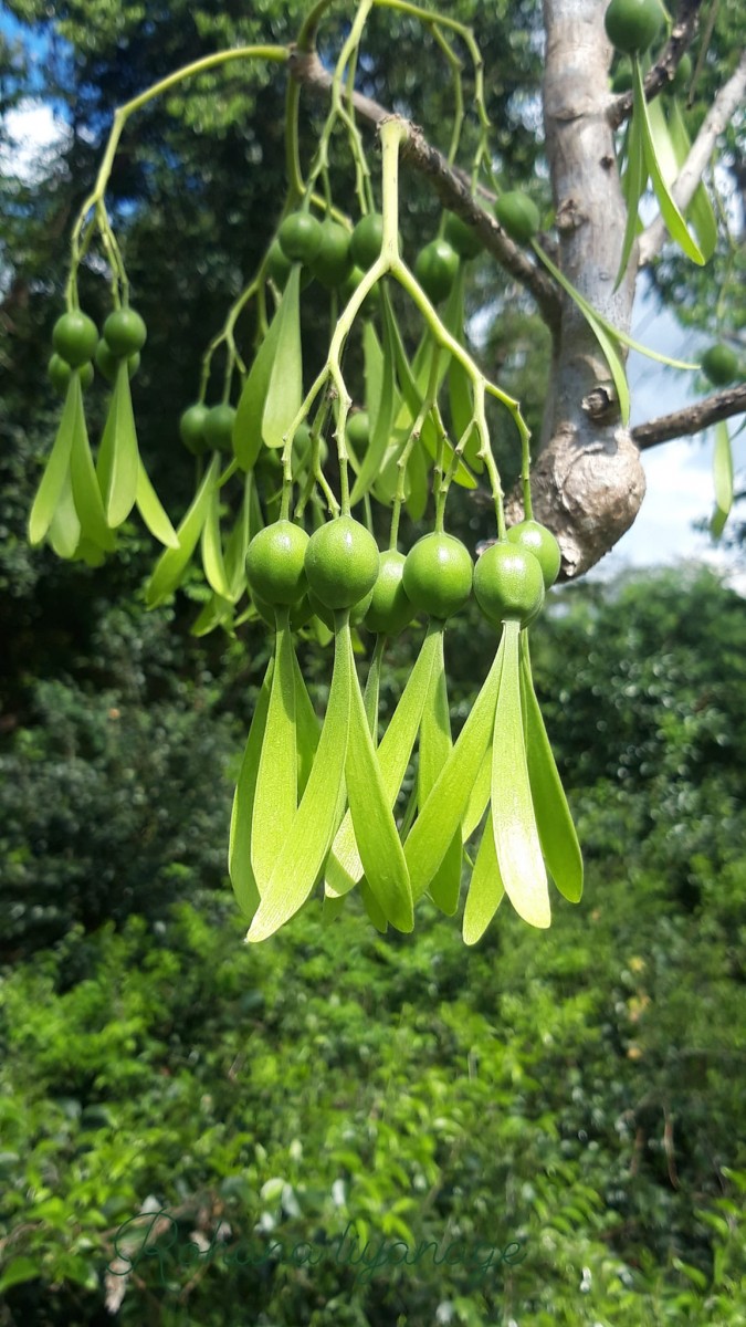 Gyrocarpus americanus Jacq.