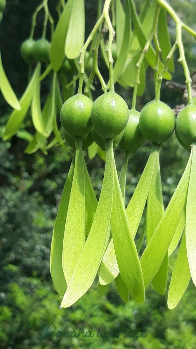 Gyrocarpus americanus Jacq.