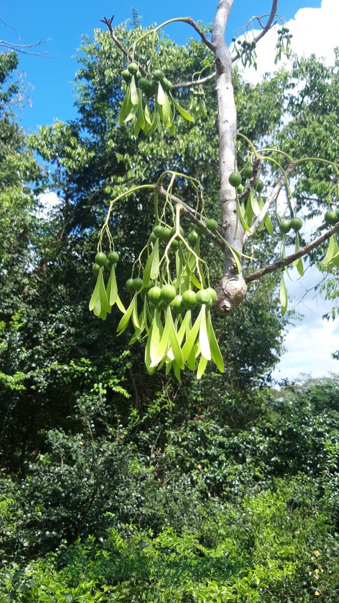 Gyrocarpus americanus Jacq.