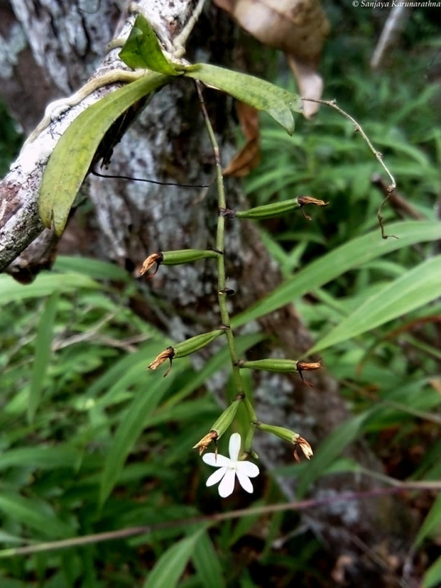 Aerangis hologlottis (Schltr.) Schltr.