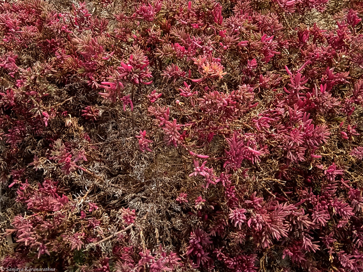 Suaeda maritima (L.) Dumort.