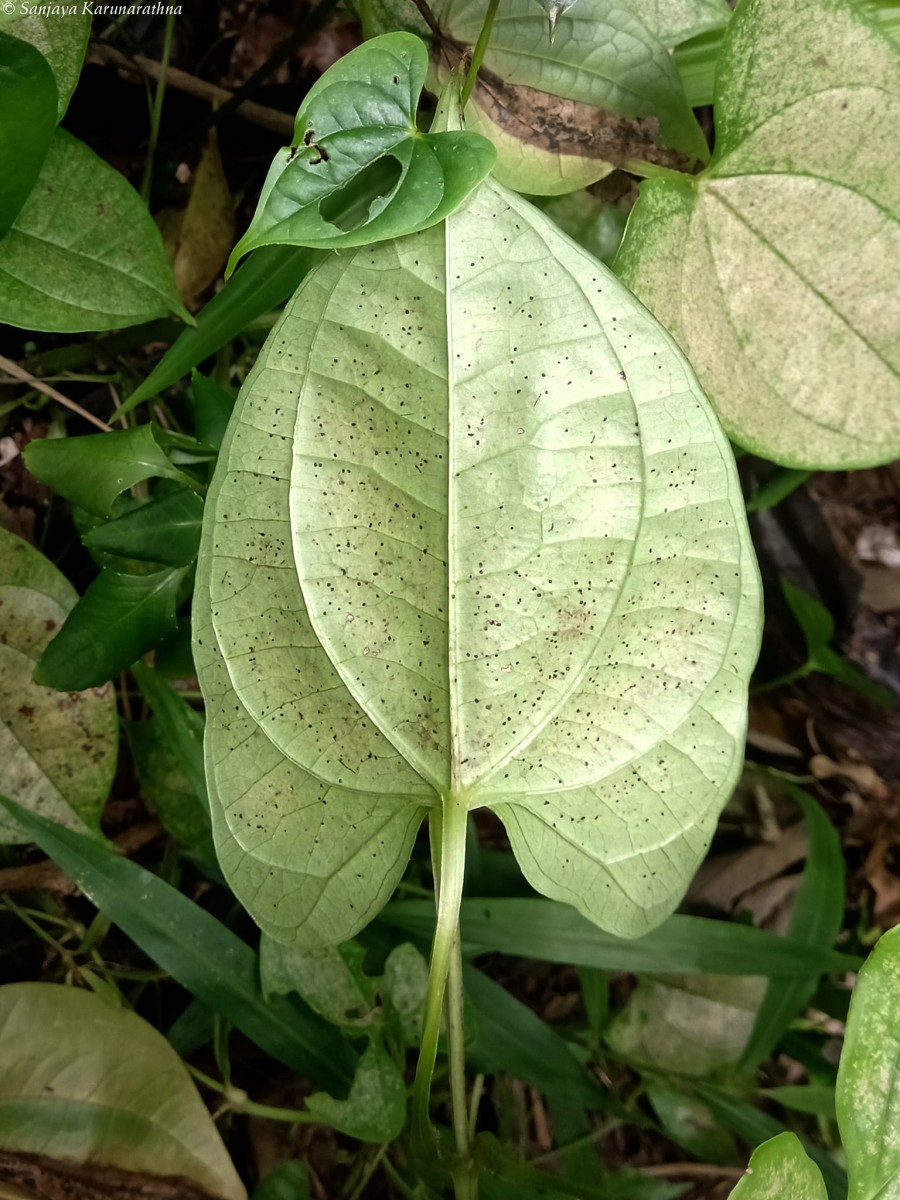 Dioscorea alata L.