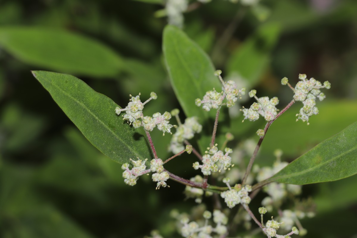 Chenopodium giganteum D.Don