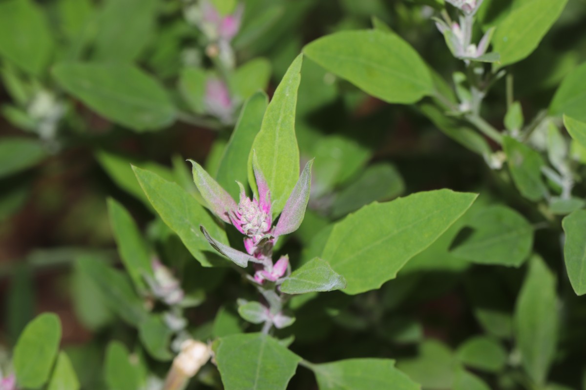 Chenopodium giganteum D.Don