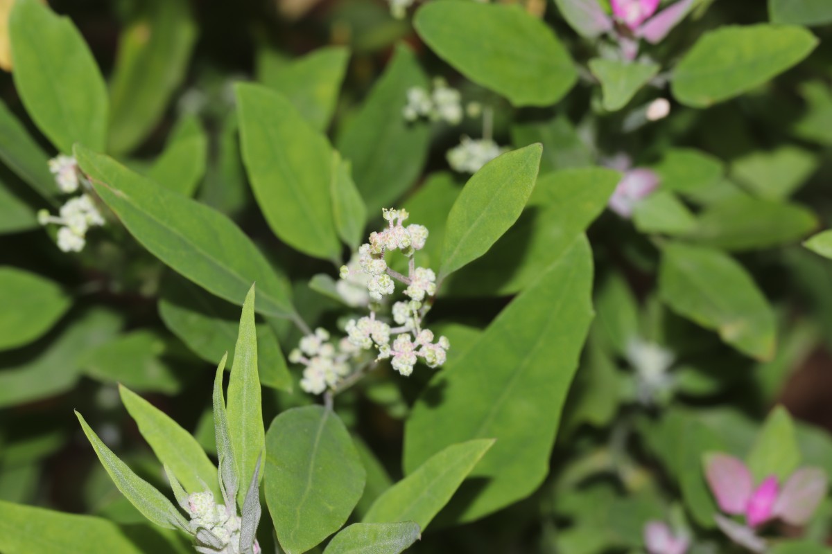 Chenopodium giganteum D.Don