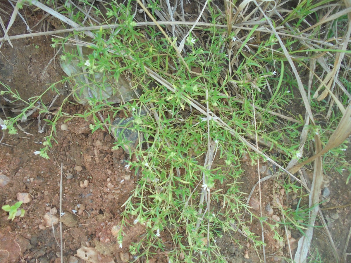Oldenlandia herbacea (L.) Roxb.