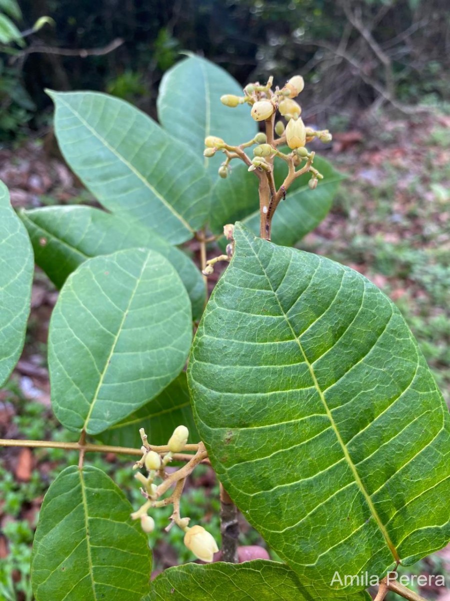 Canarium zeylanicum (Retz.) Blume